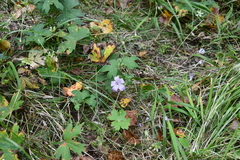 Geranium wlassovianum