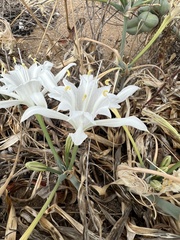Pancratium maritimum