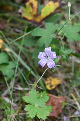 Geranium wlassovianum