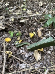 Acanthocereus castellae