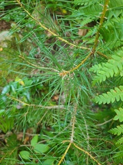 Pinus virginiana