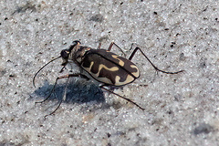 Cicindela hirticollis