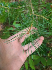 Pinus virginiana