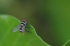 Limnophora obsignata