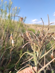 Pseudopodospermum molle