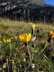 Hieracium lachenalii