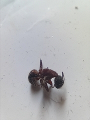 Camponotus ligniperda