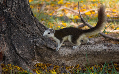 Callosciurus finlaysonii