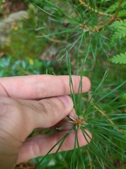 Pinus virginiana