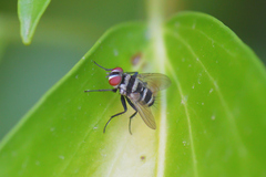 Limnophora obsignata