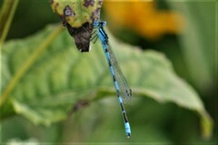 Enallagma doubledayi