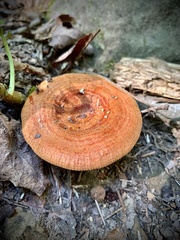Lactarius