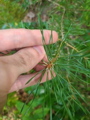 Pinus virginiana