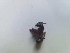 Camponotus ligniperda