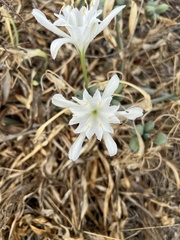 Pancratium maritimum