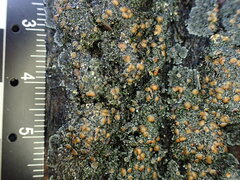 Fuscopannaria leucosticta