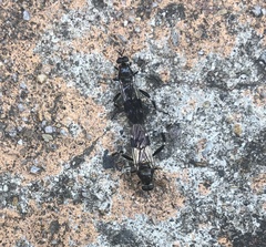 Exaireta spinigera