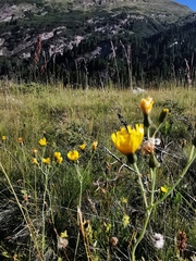 Hieracium lachenalii