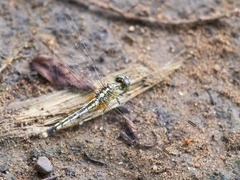 Diplacodes trivialis