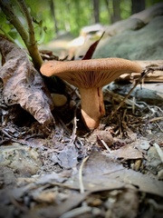Lactarius