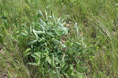 Trifolium montanum