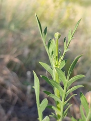 Cephalaria uralensis