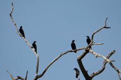 Onychognathus nabouroup