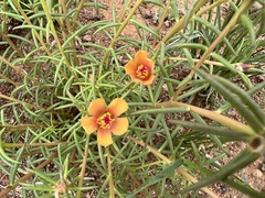 Talinum aurantiacum