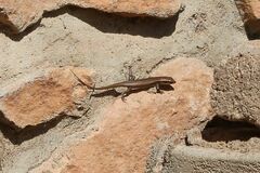 Trachylepis wahlbergii