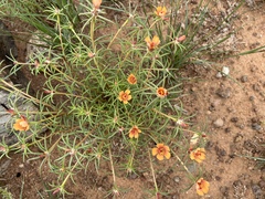 Talinum aurantiacum
