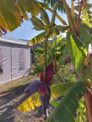 Musa