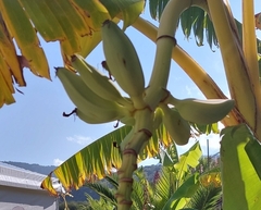 Musa