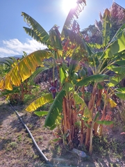 Musa