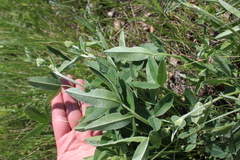 Trifolium montanum