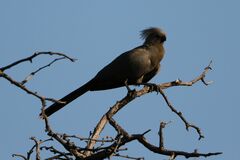 Corythaixoides concolor