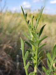 Cephalaria uralensis