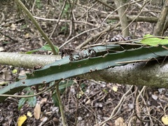 Acanthocereus castellae