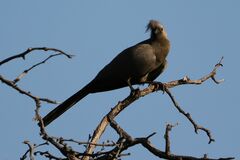 Corythaixoides concolor