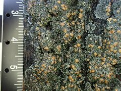 Fuscopannaria leucosticta