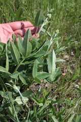 Trifolium montanum