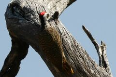 Chloropicus namaquus