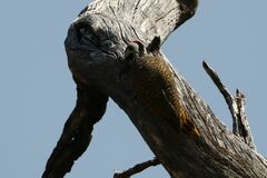 Chloropicus namaquus