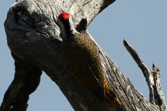 Chloropicus namaquus