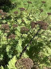 Tanacetum macrophyllum