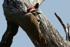 Chloropicus namaquus