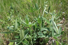 Trifolium montanum