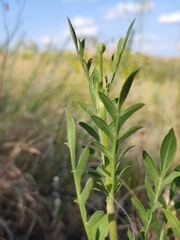 Cephalaria uralensis