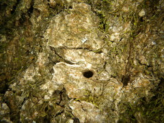 Agrilus planipennis