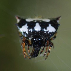 Gasteracantha kuhli