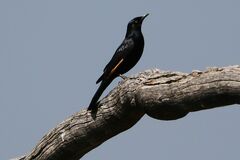 Onychognathus nabouroup